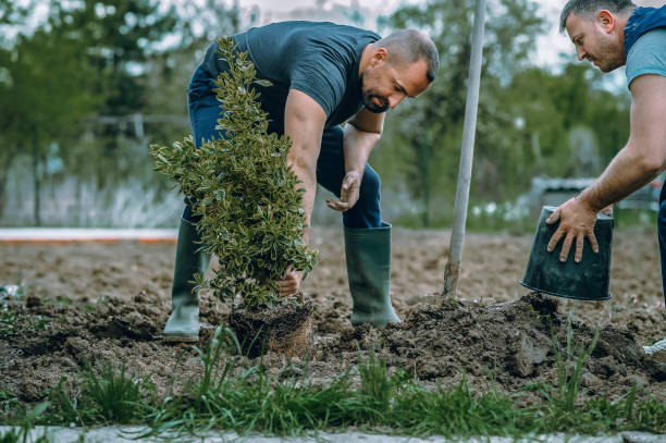 Best Root Management and Removal  in Bangor, ME